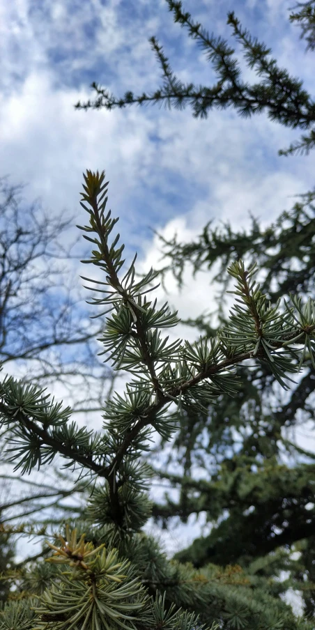 nches of a pine tree against the sky