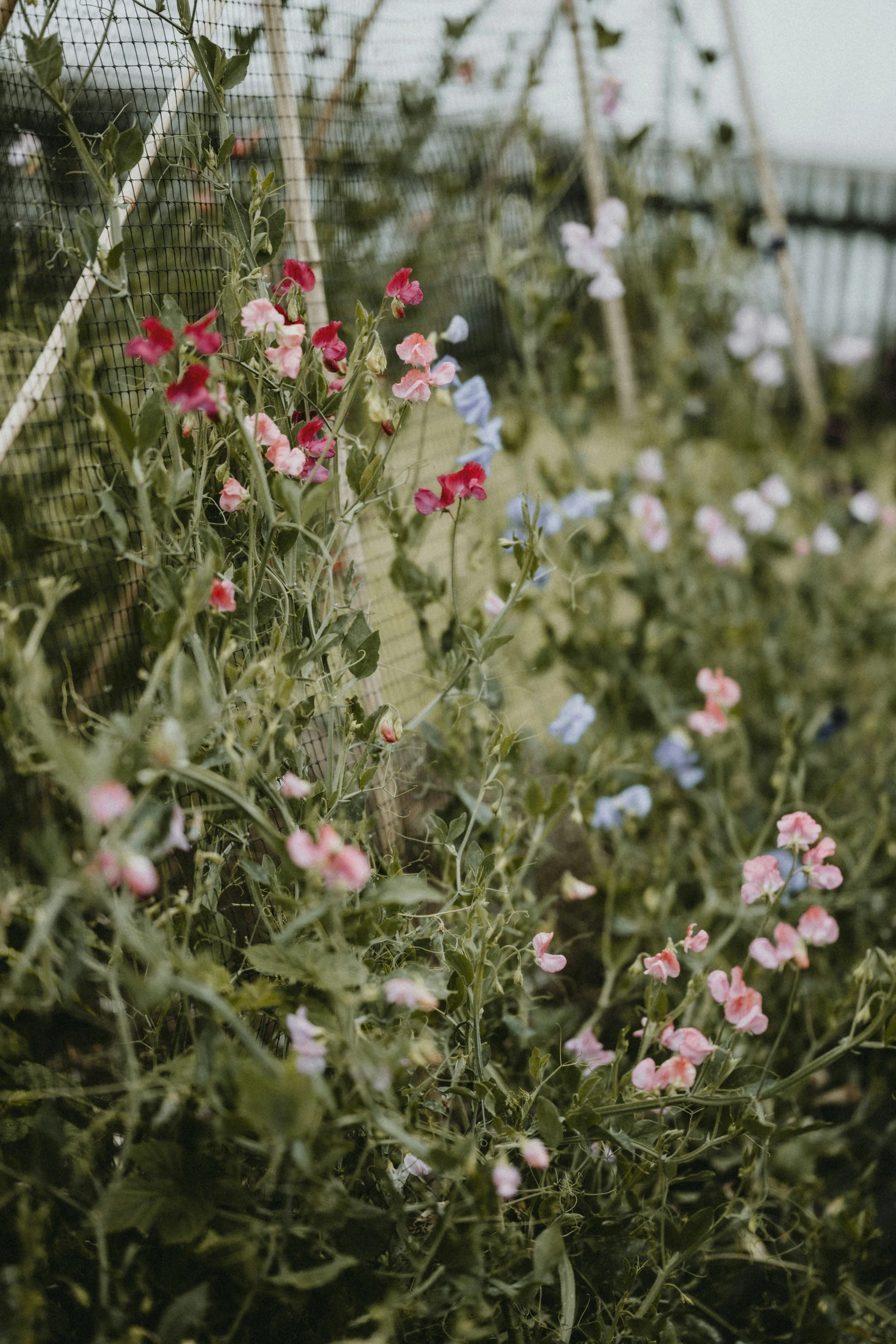 a number of flowers near one another with a fence in the background