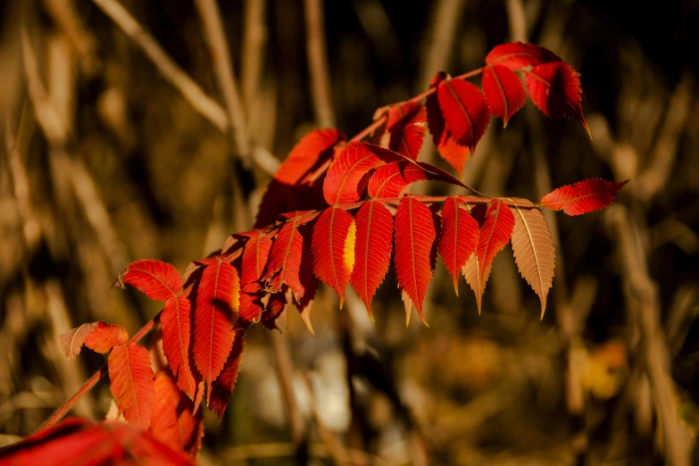 there is a small nch with red leaves