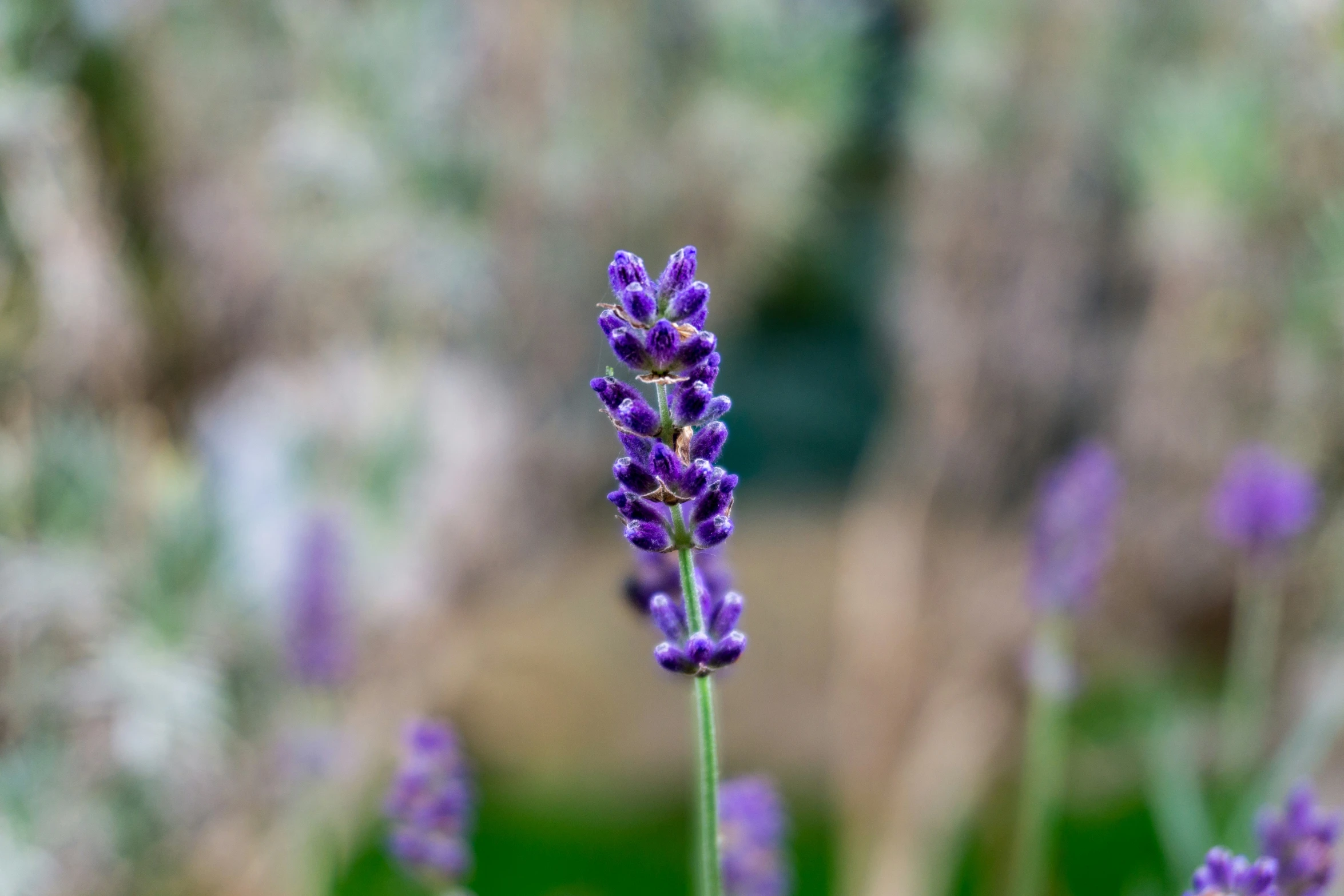 flowers and trees in a blurry image