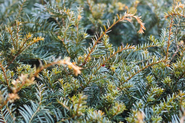 the evergreen needle is green with yellow leaves