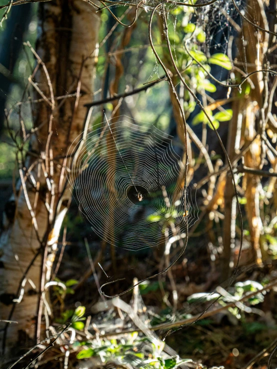 a spider web sitting in the middle of a forest