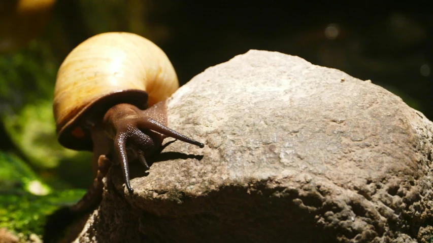 the snail is crawling on the rock in the garden