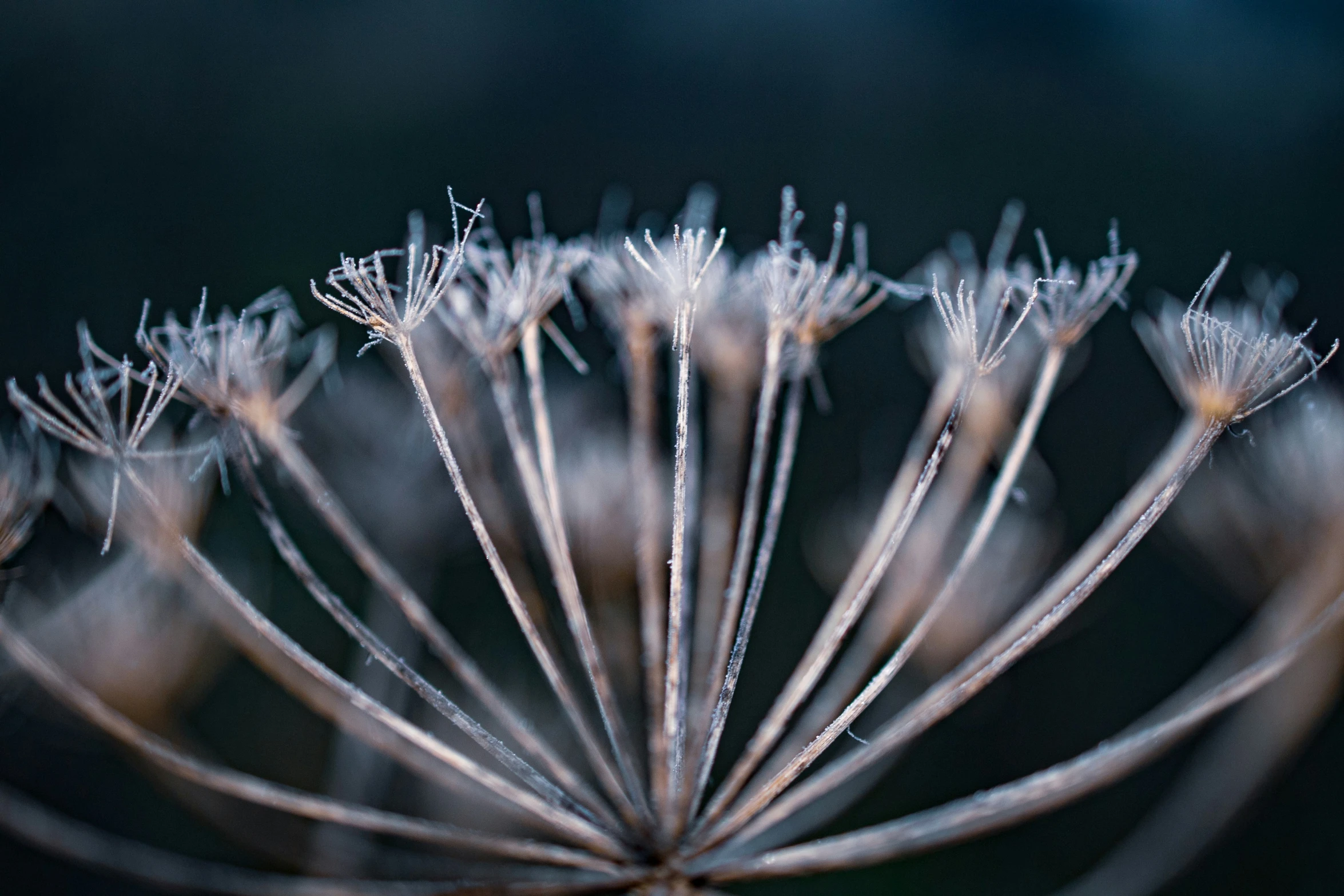 an abstract image of flowers with drops of dew on them