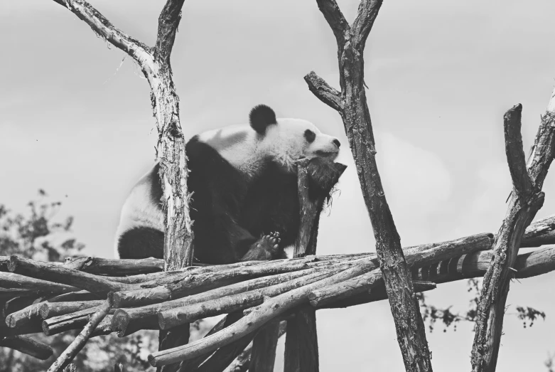 black and white pograph of a panda on a tree nch