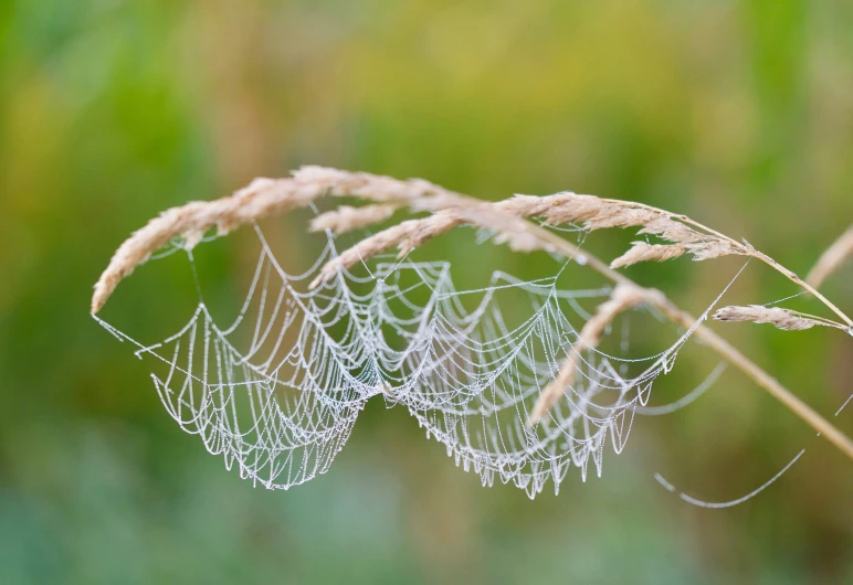 some grass with dew drops on it