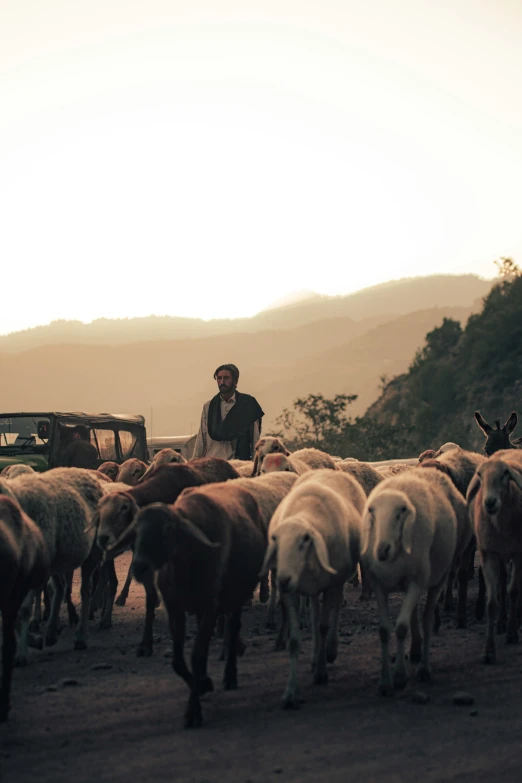 a shepherd herds sheep down the side of a road