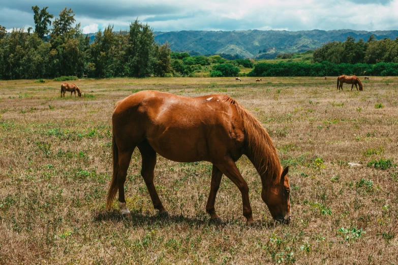 a brown horse eating grass in a field