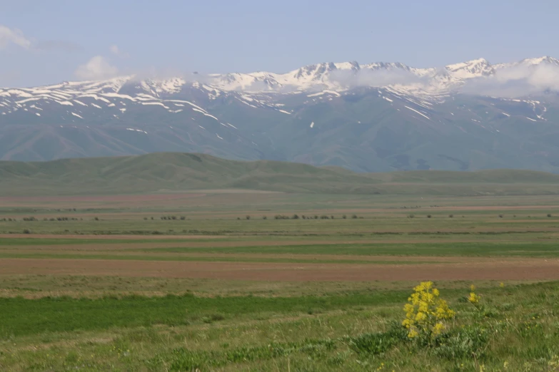 a beautiful green field with yellow flowers in front of mountains