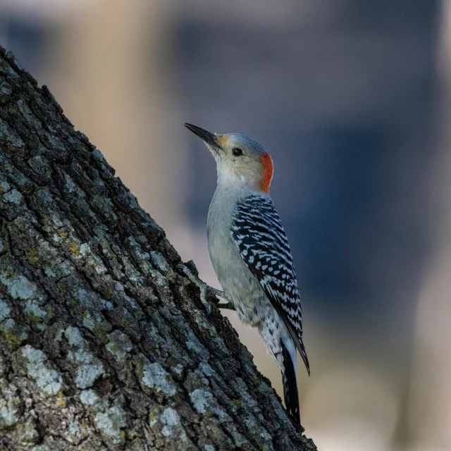 a red and white bird is perched on a tree