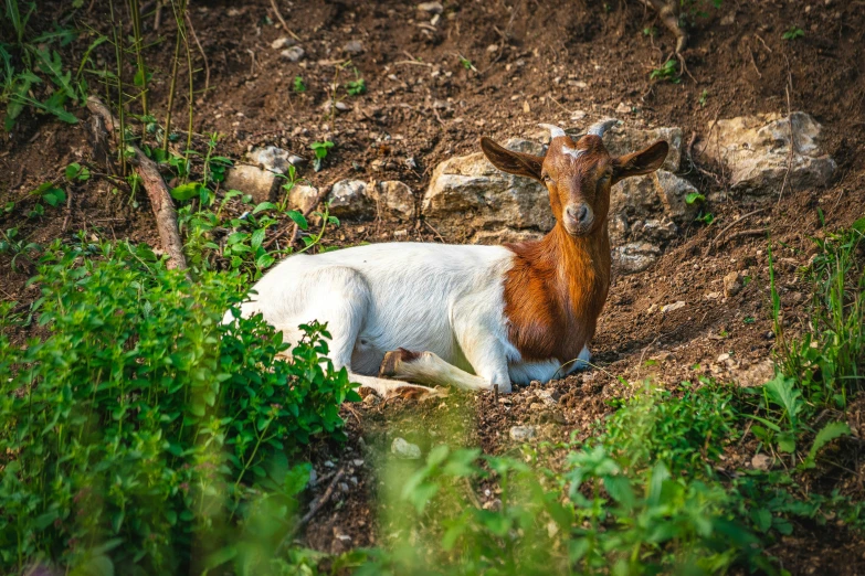 a small white animal laying on top of dirt and grass