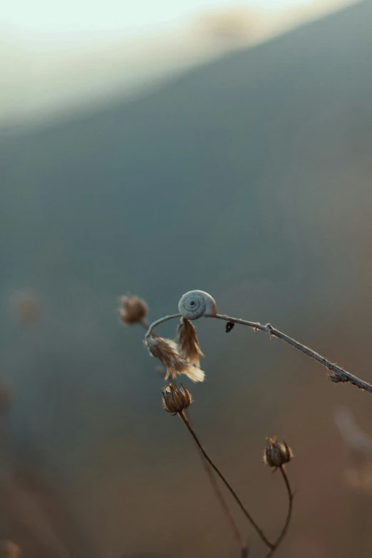 an insect that is on the end of some plants