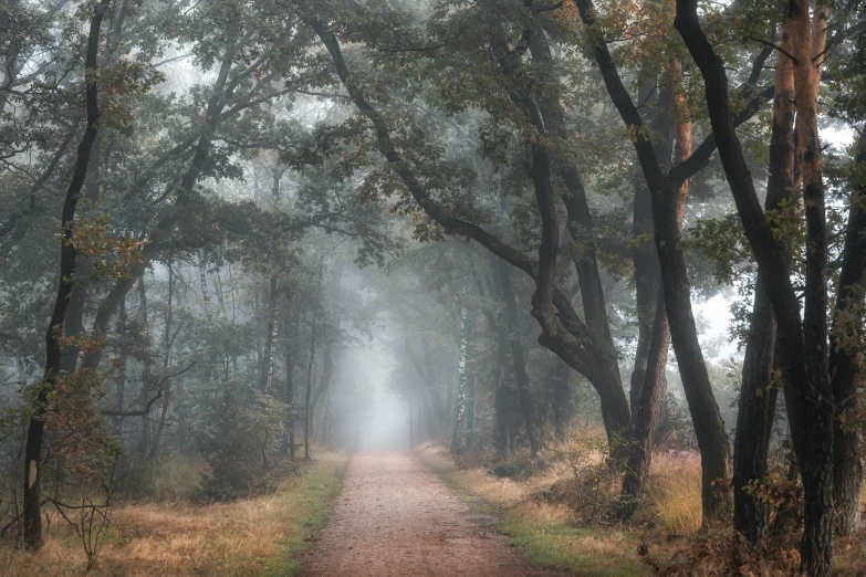 path leading through woods with rain falling down and fog