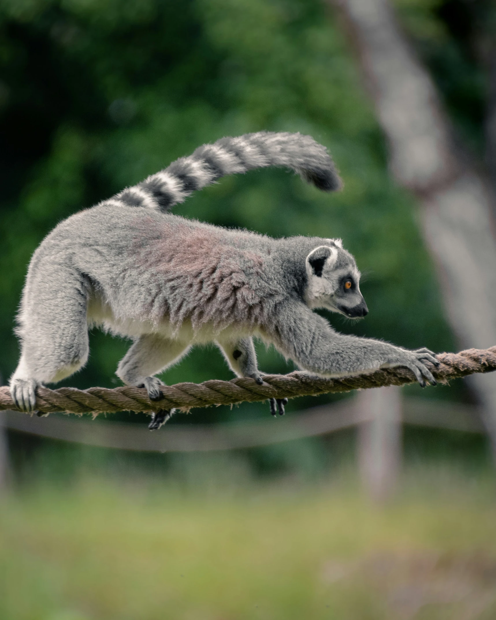 a grey and white lemuron walking on a rope