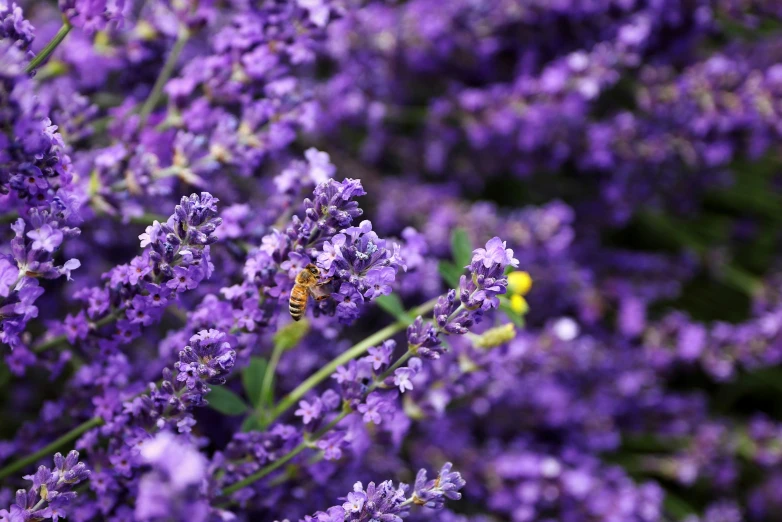 a bee on a flower in a field of purple flowers