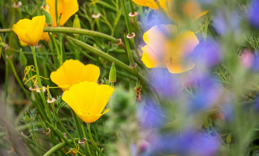 flowers are growing outside in a field of grass