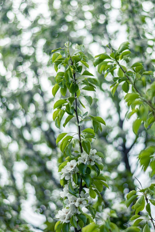 the tree nch has flowers and is almost ready to blossom