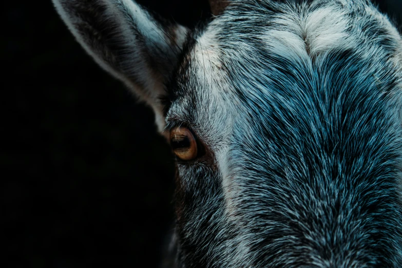 a close up of a black and white cow with some sort of pattern on it's face