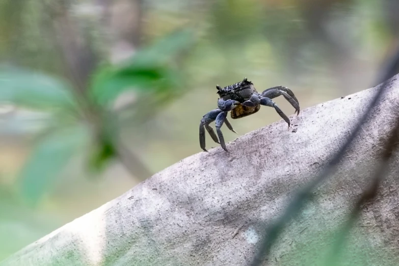 small spider with two antennae is standing on a rock