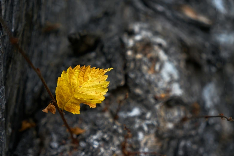 this tree has a leaf that is just about to wilt