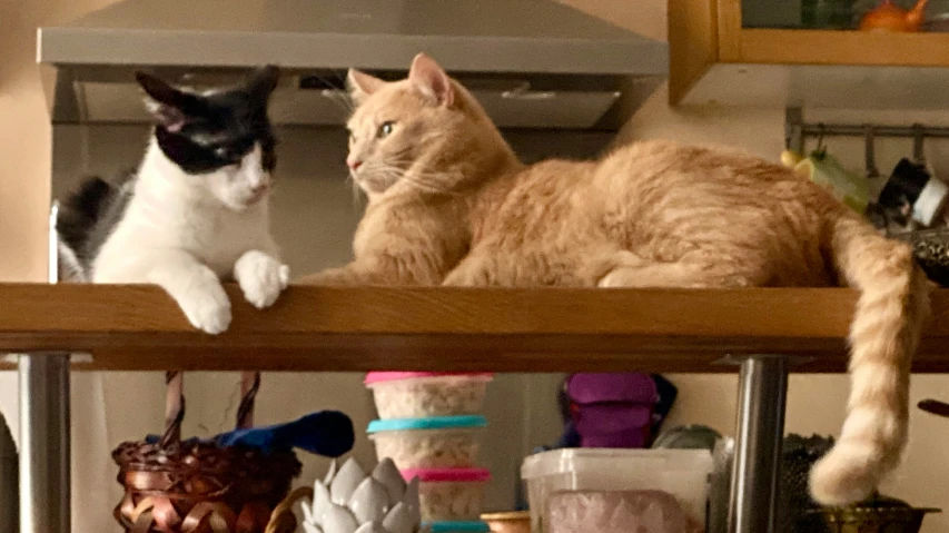 two cats are sitting on top of a shelf