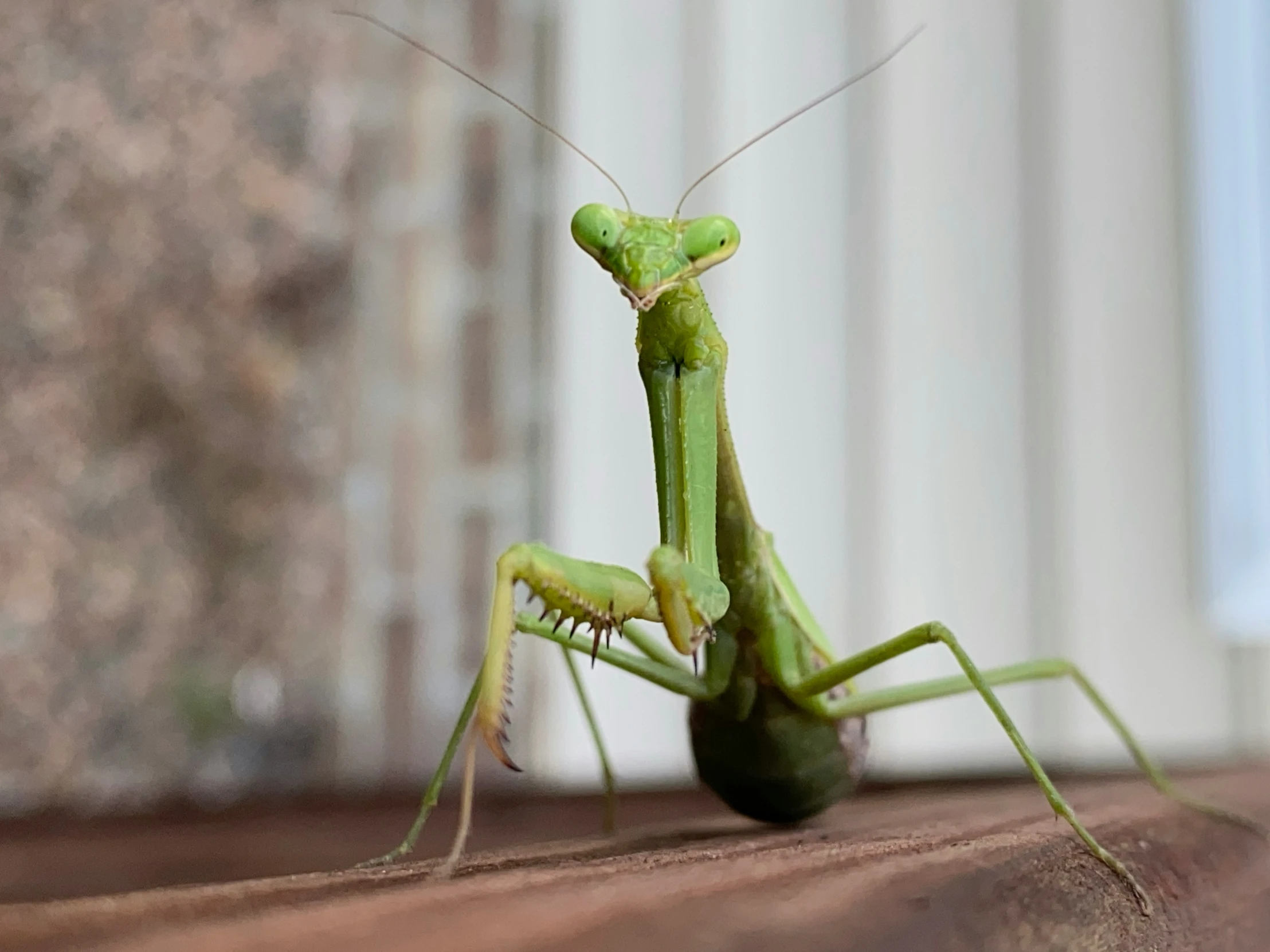 a green praying mantissa, looks like it is sitting in the ground