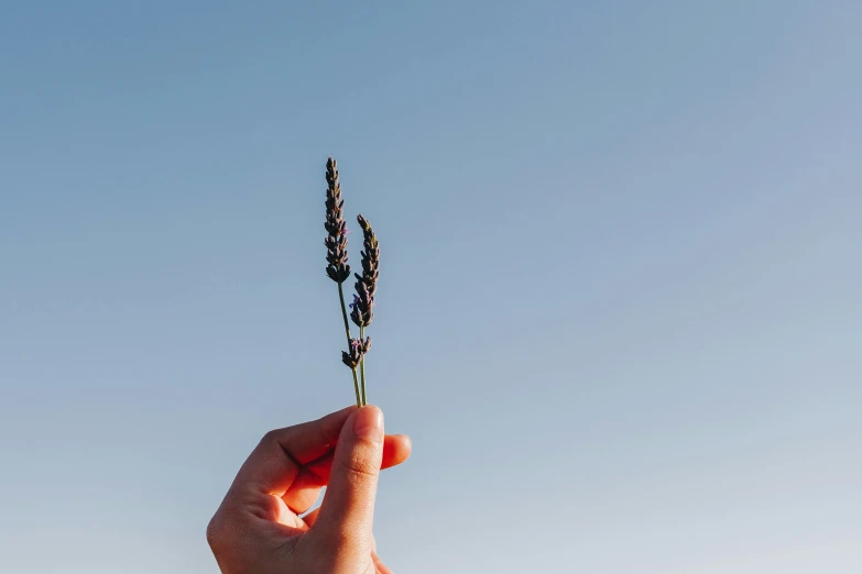 a hand is holding a plant in the sun