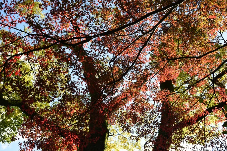 the red tree nches are showing the red leaves