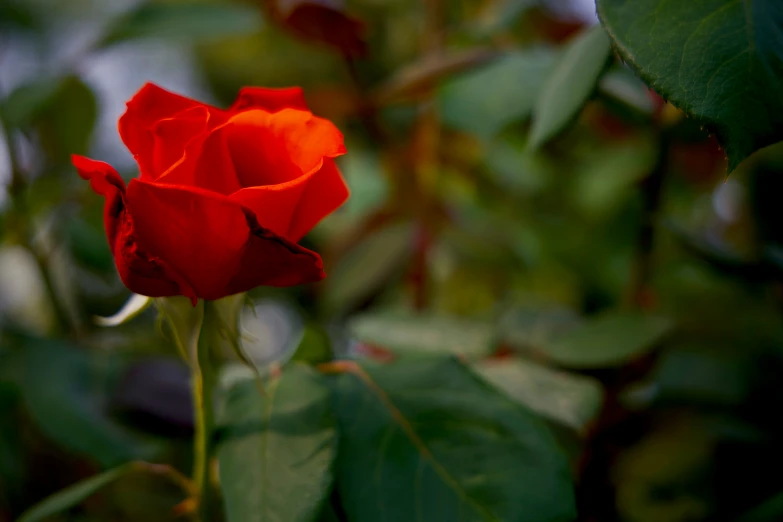 a red rose growing on a tree in a garden