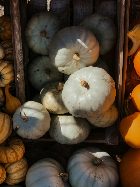 assorted gourds in boxes are piled in rows