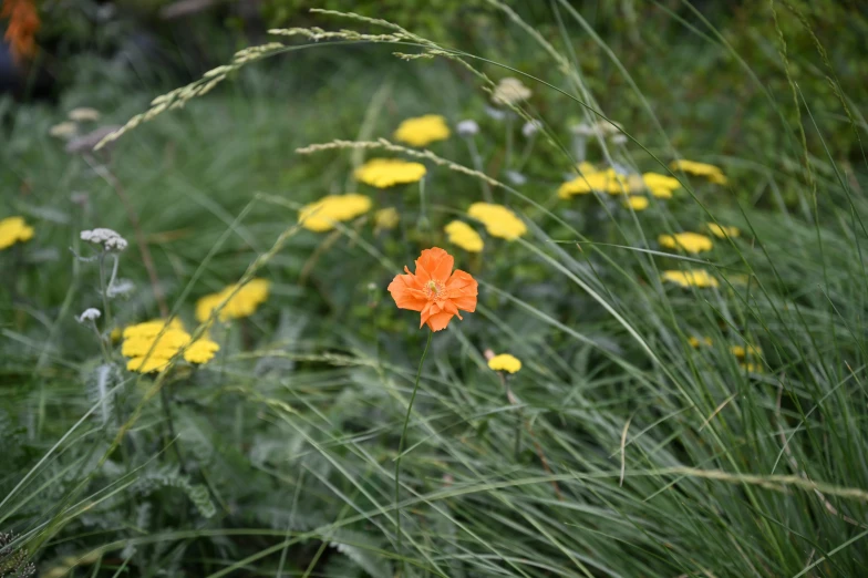 a single orange flower growing among some yellow flowers