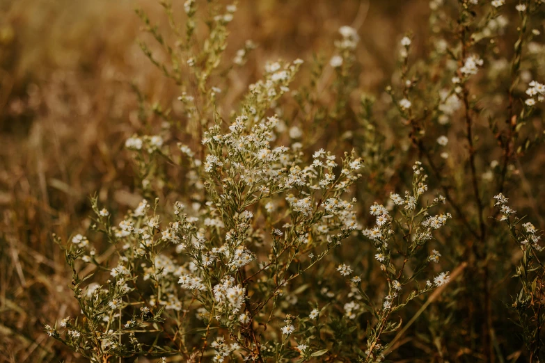 this plant has little white flowers in the middle of the field