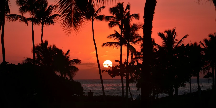 the sun setting behind palm trees at a beach