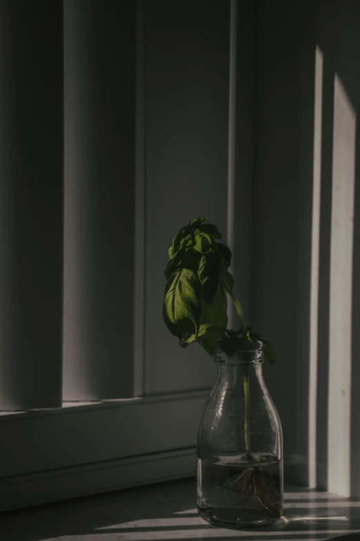 a flower in a vase sitting next to a window