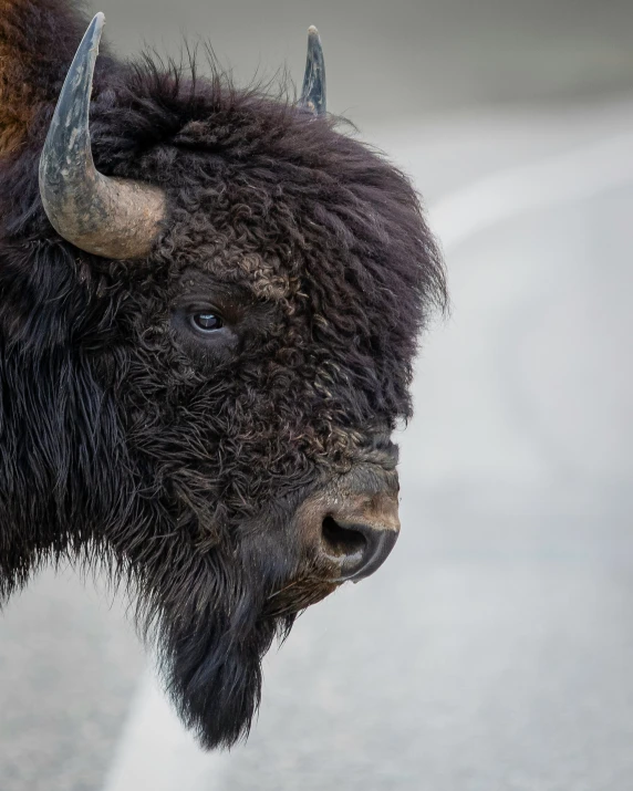 a bison standing in the middle of a road