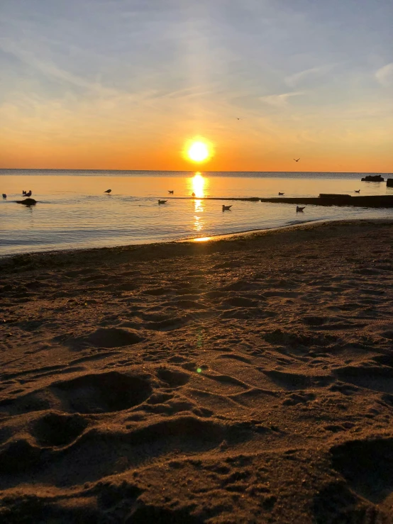 sun rises over the ocean as birds glide in the distance