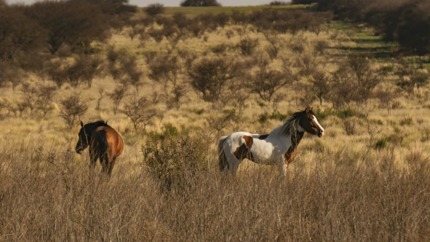 two brown and white horses on brown grass