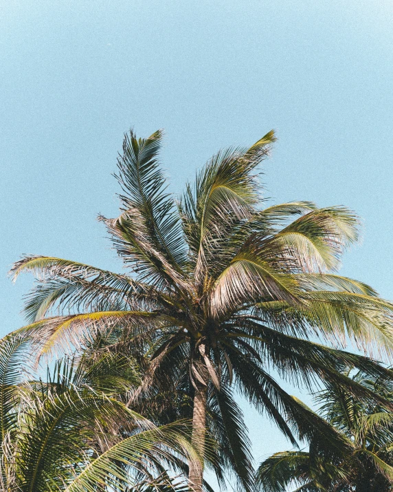 two palm trees in front of a blue sky