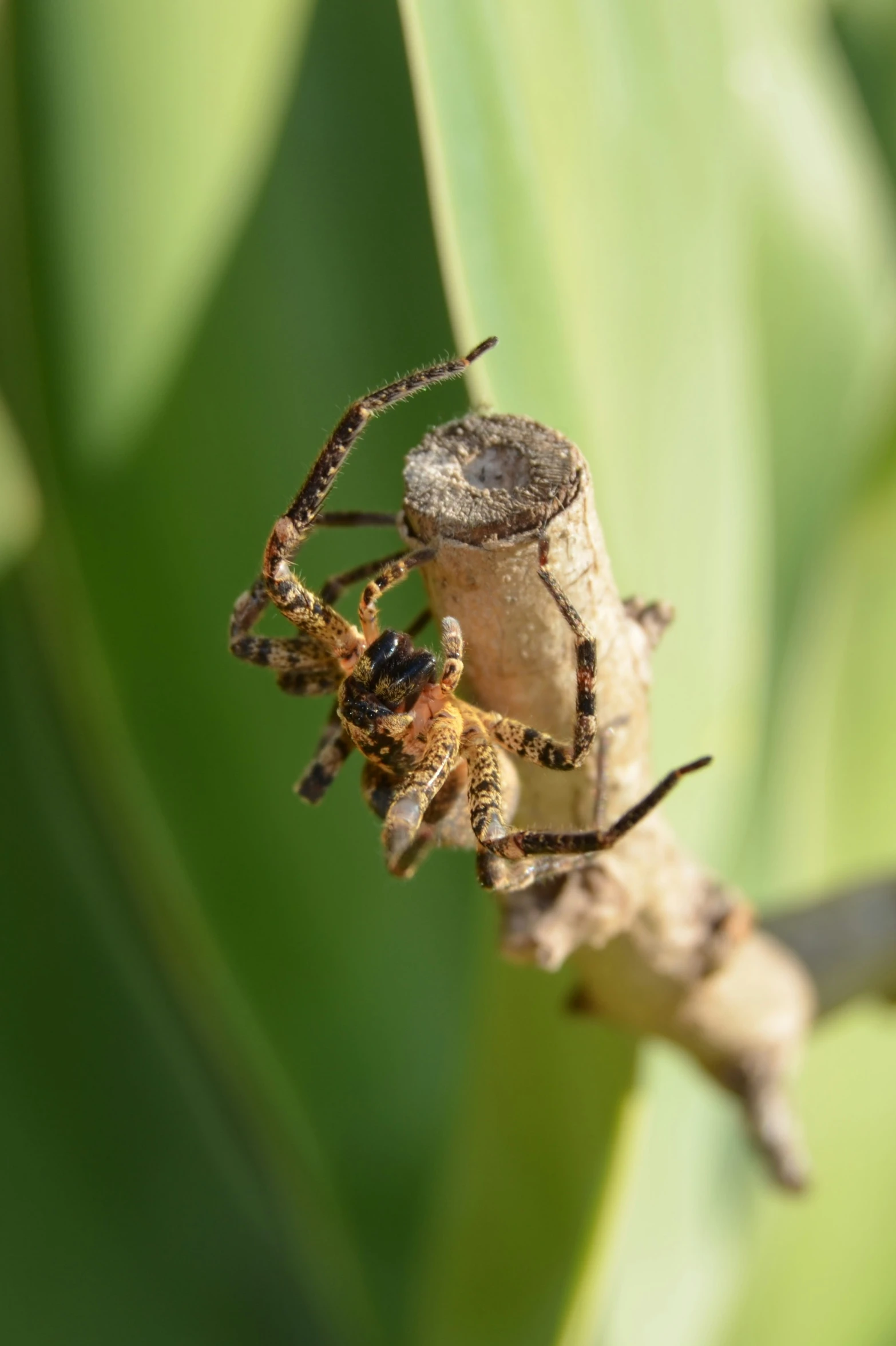 a brown spider crawling in the middle of green leaves