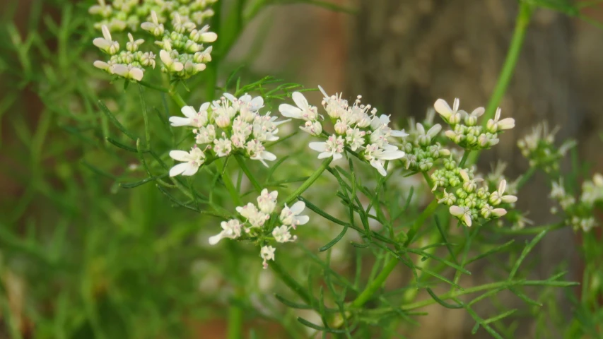 small white flowers grow near a wall