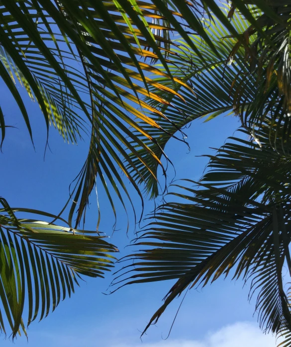 some palm trees and a blue sky and clouds