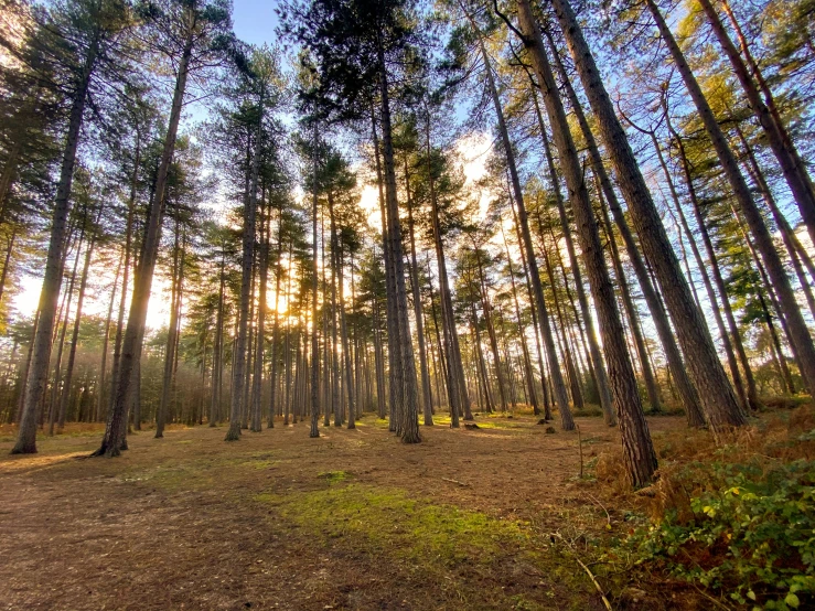 trees stand at the base of the ground