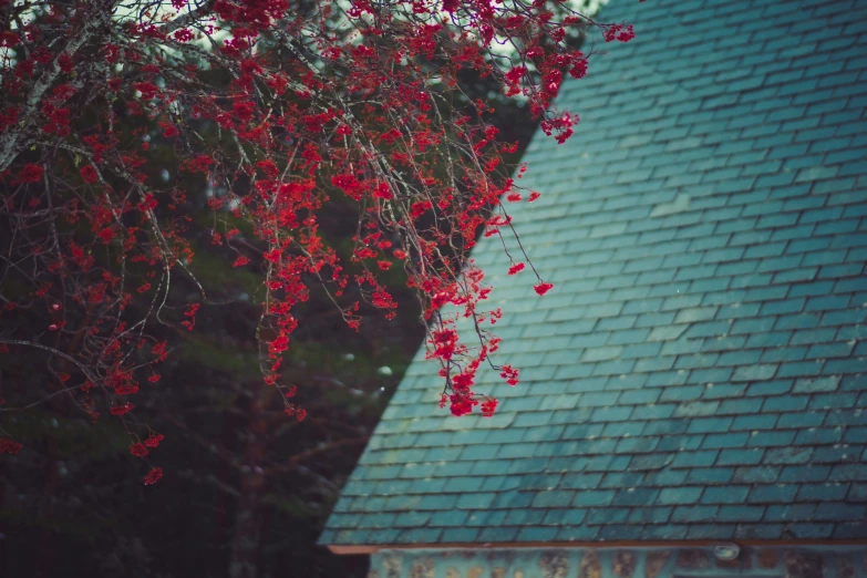 the nch and red berries are hanging from the roof