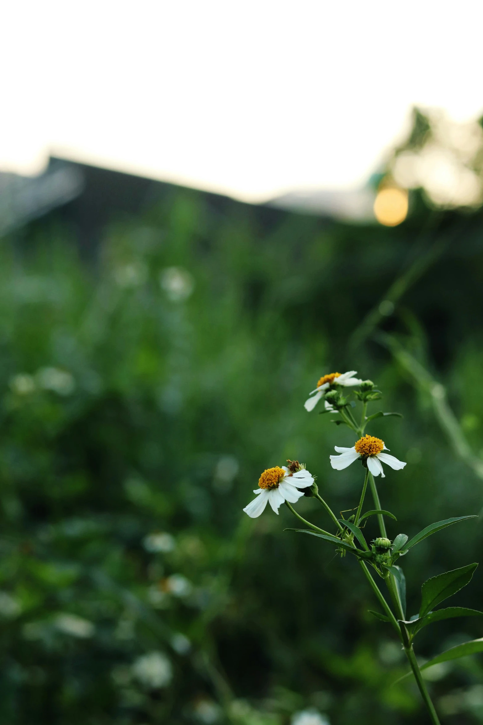 the yellow and white flower is sitting out in the field