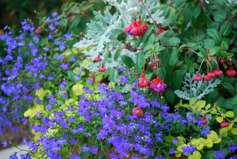 a large bunch of flowers and green plants