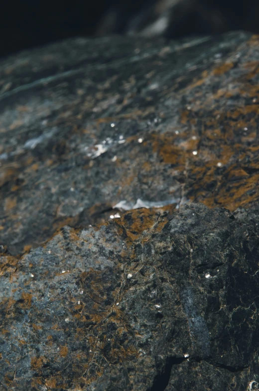 this bird is standing on the rock looking for food