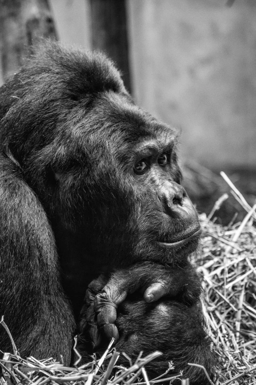 a black and white po of a gorilla