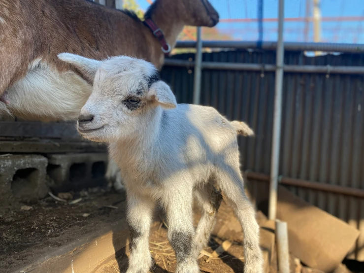 a baby goat standing next to a larger goat in a pen