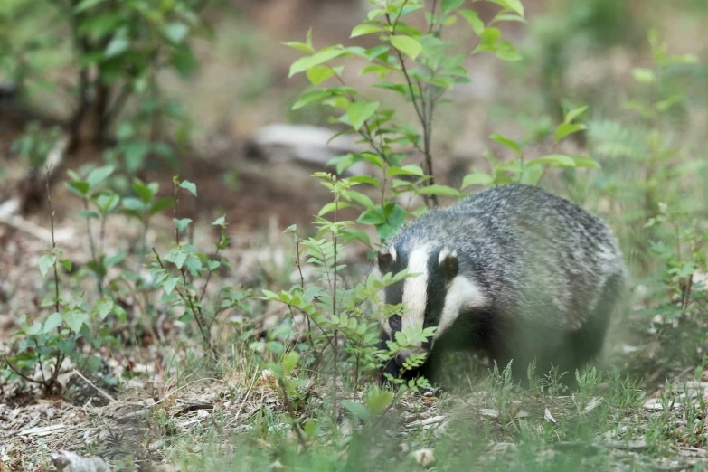 a badger in some tall grass next to bushes