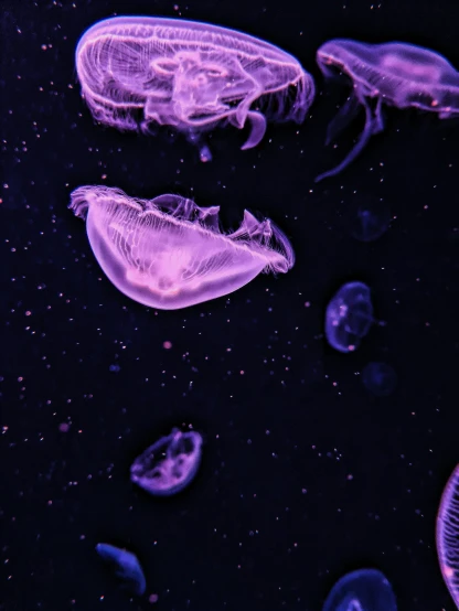 jellyfish with no heads floating in purple water